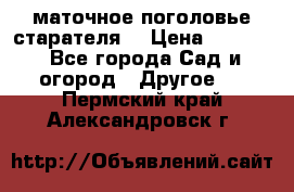 маточное поголовье старателя  › Цена ­ 3 700 - Все города Сад и огород » Другое   . Пермский край,Александровск г.